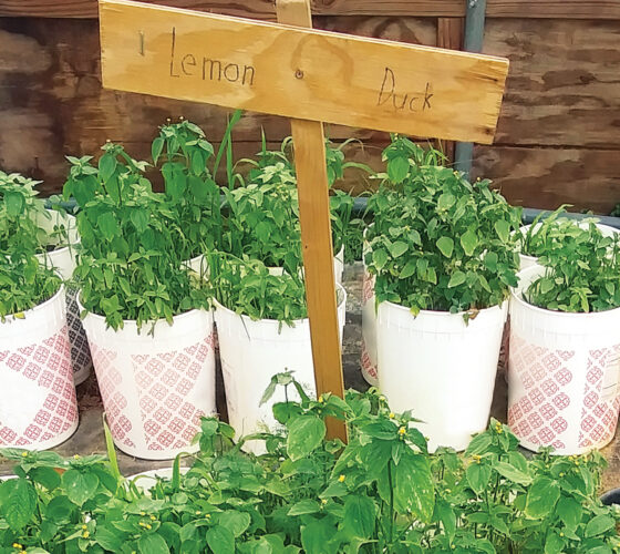 Look to Mother Nature